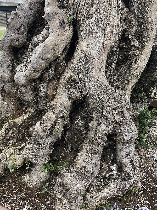 这是一棵古老的欧洲橄榄树(Olea europaea)的特写图像，扭曲，多节的扶壁，树干和根被绿色地衣覆盖